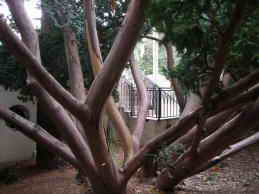 Санаторий матери и ребенка Ясная Поляна. Территория, парк