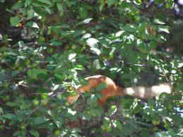 Санаторий матери и ребенка Ясная Поляна. Территория, парк