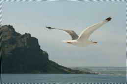 Коктебель. Чайка над Кара-Дагом