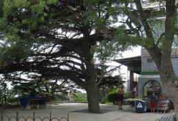 Санаторий матери и ребенка Ясная Поляна. Территория, парк