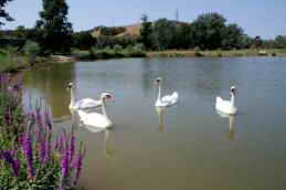 Санаторий Черноморец, Крым, территория фото
